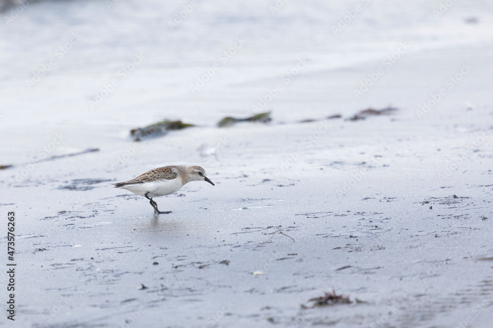 Fototapeta premium Calidris is looking for insects in sand among seaweed. Kunashir Island