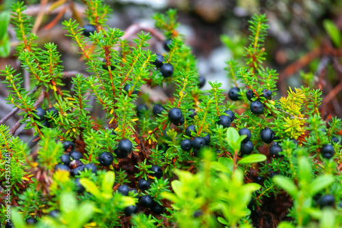 Empetrum bushes with ripe berries