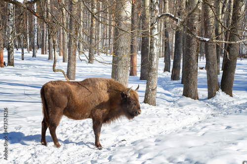 adult male bison stands in the snow on a winter day