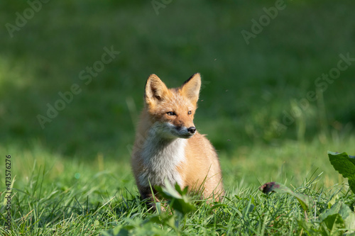 Adult red fox on green grass, Kunashir Island