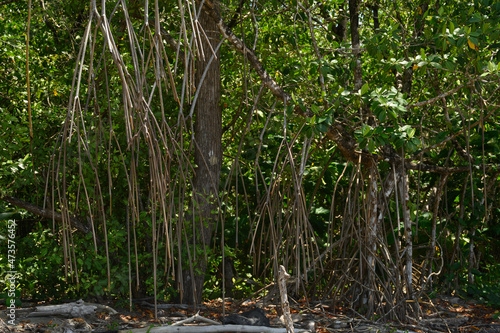 Mangrove plants in jungle. Safe planet Earth