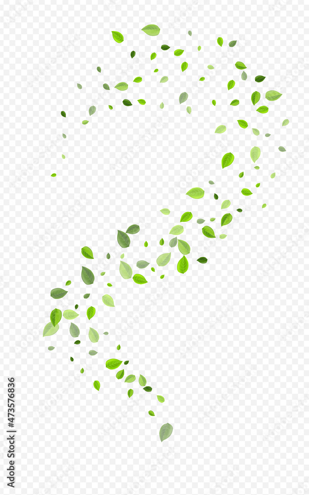 Fototapeta premium Forest Leaves Fresh Vector Transparent