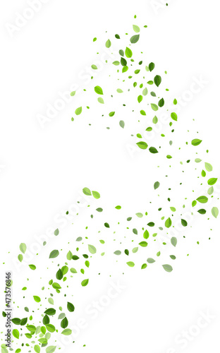 Olive Leaves Fly Vector White Background. Swirl