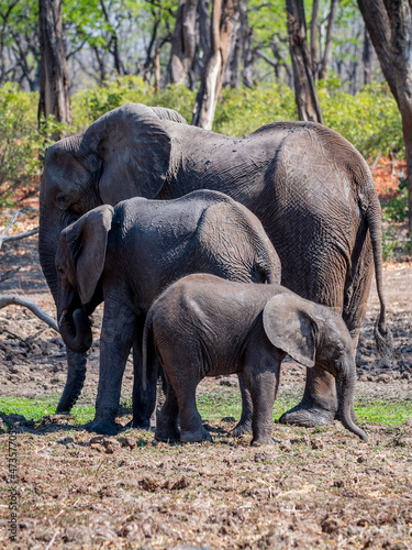Family of 3 elephants, stood in size order in front of each other