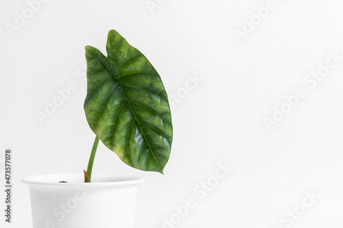 Obraz na płótnie Alocasia Sinuata Mirror Face plant in white plastic pot with isolated white background