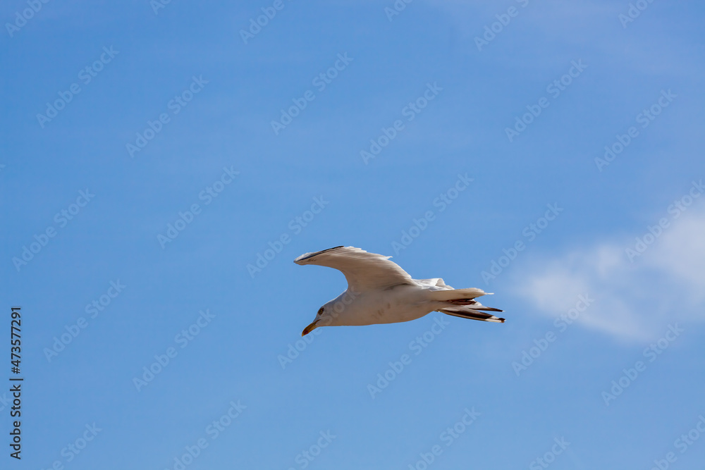 Common Seagull (Larus larus) in flight over Eastbourne Common Seagull (Larus larus) in flight over Eastbourne