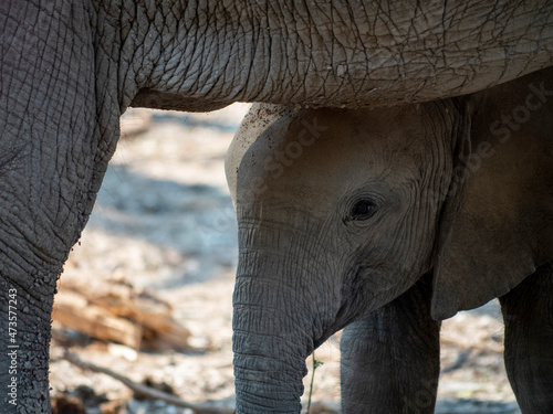 Young elephant stood underneath adult facing camera