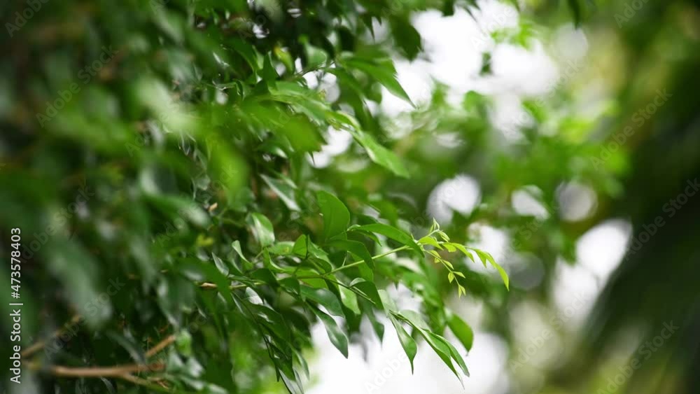Background of tropical tree leaves swaying in the breeze with patterns forming from their shape and the way sunlight and shadow is falling on the leaves. Background of tropical tree leaves swaying in the breeze with patterns forming from their shape and the way sunlight and shadow is falling on the leaves.