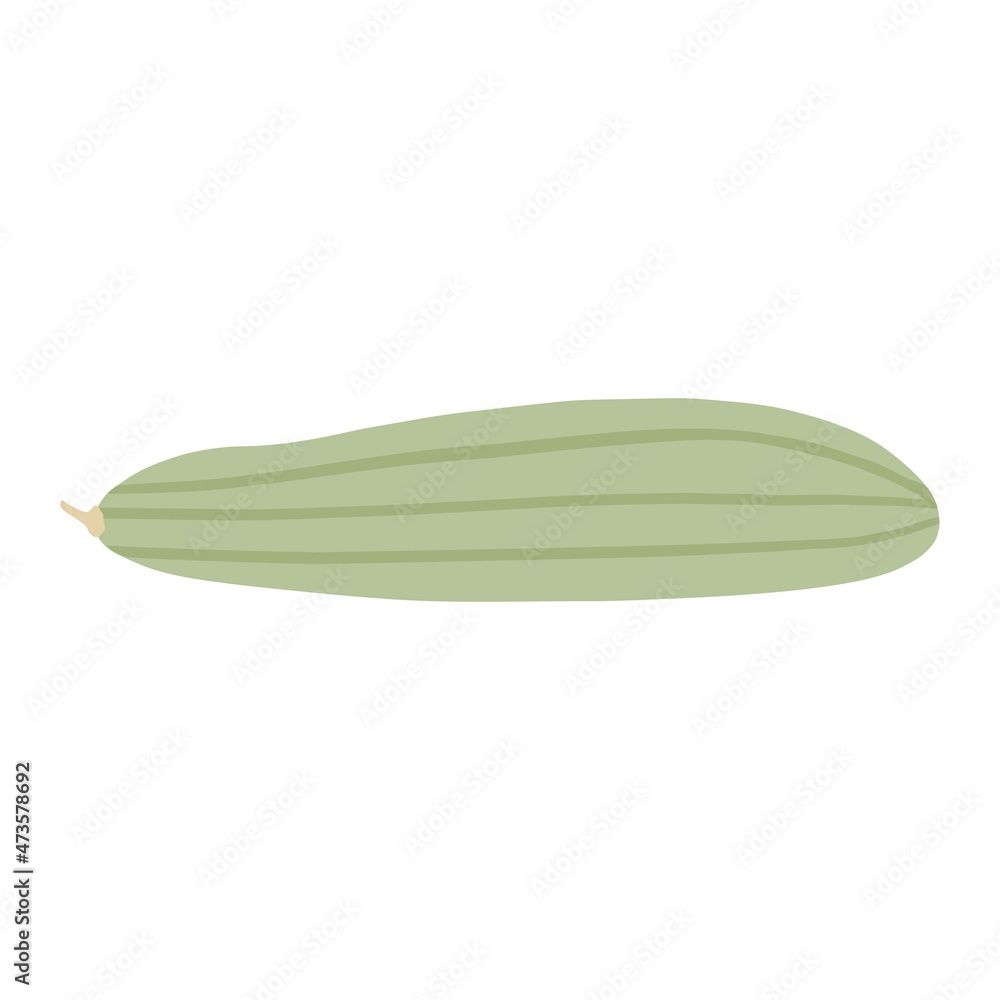 Marrow vegetable. Zucchini isolated. Marrow vegetable. Zucchini isolated.