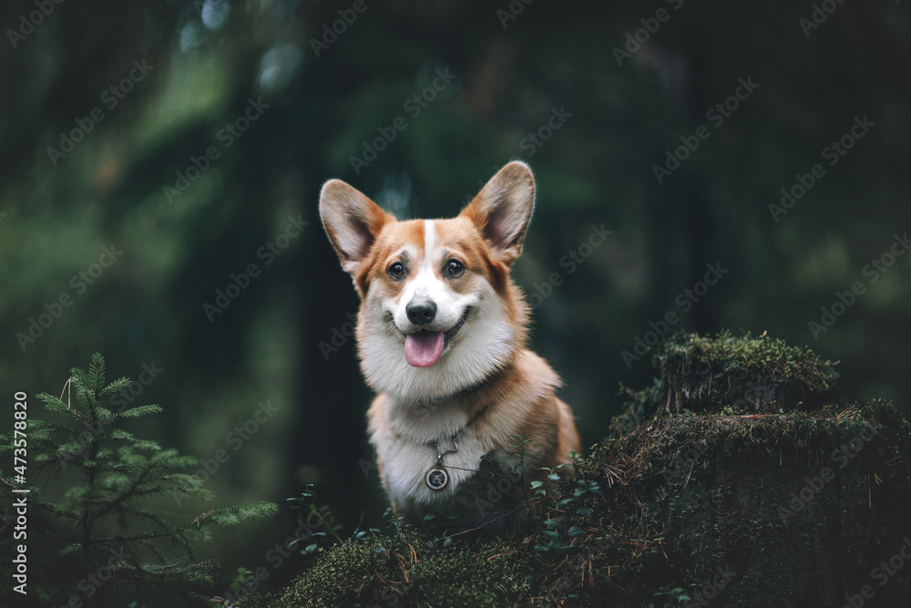 portrait of a dog portrait of a dog
