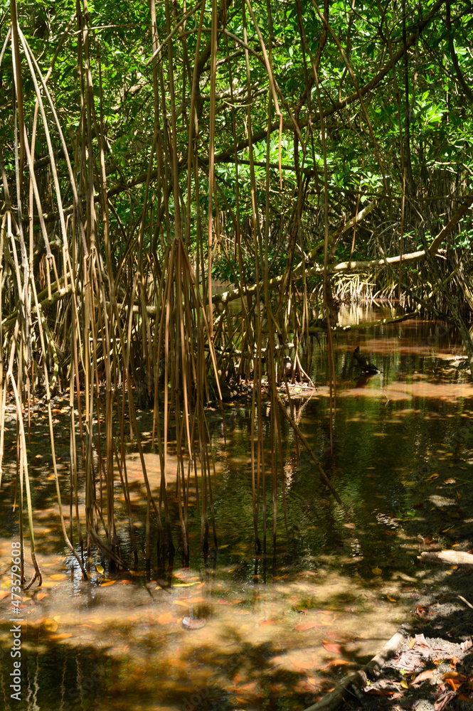 Mangrove jungle in wild environment. Safe ecology Mangrove jungle in wild environment. Safe ecology