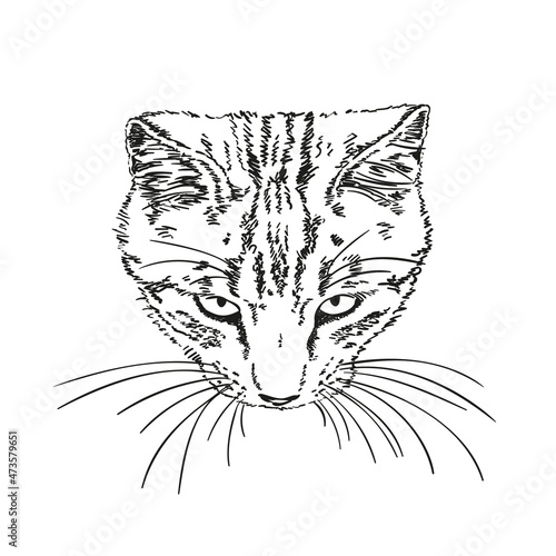 Sketch of cat's muzzle with long whiskers, Hand drawn vector illustration