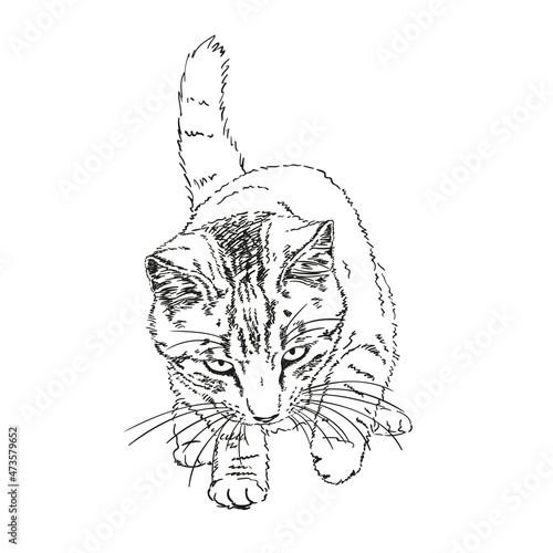 Sketch of playful cat with tail up and long whiskers, Hand drawn vector illustration