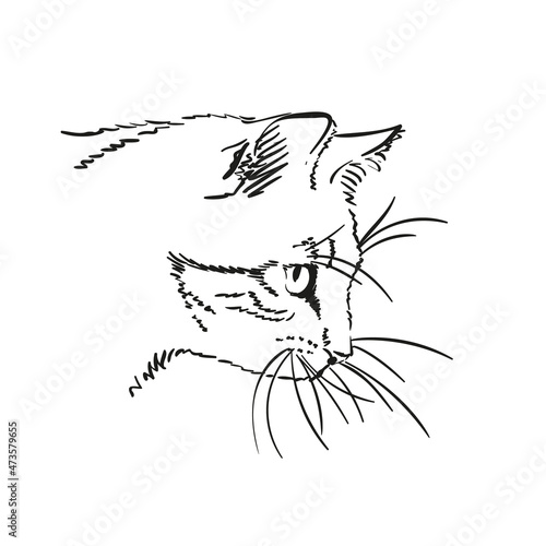 Sketch of cat's muzzle with long whiskers, Hand drawn vector illustration