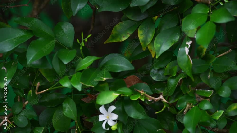 Background of tropical tree leaves and flowers swaying in the breeze with patterns forming from their shape and the way sunlight and shadow is falling on the flowers. Background of tropical tree leaves and flowers swaying in the breeze with patterns forming from their shape and the way sunlight and shadow is falling on the flowers.