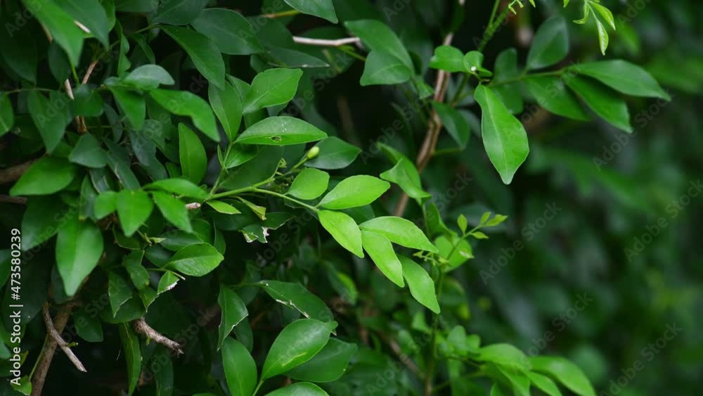 Background of tropical tree leaves swaying in the breeze with patterns forming from their shape and the way sunlight and shadow is falling on the leaves. Background of tropical tree leaves swaying in the breeze with patterns forming from their shape and the way sunlight and shadow is falling on the leaves.