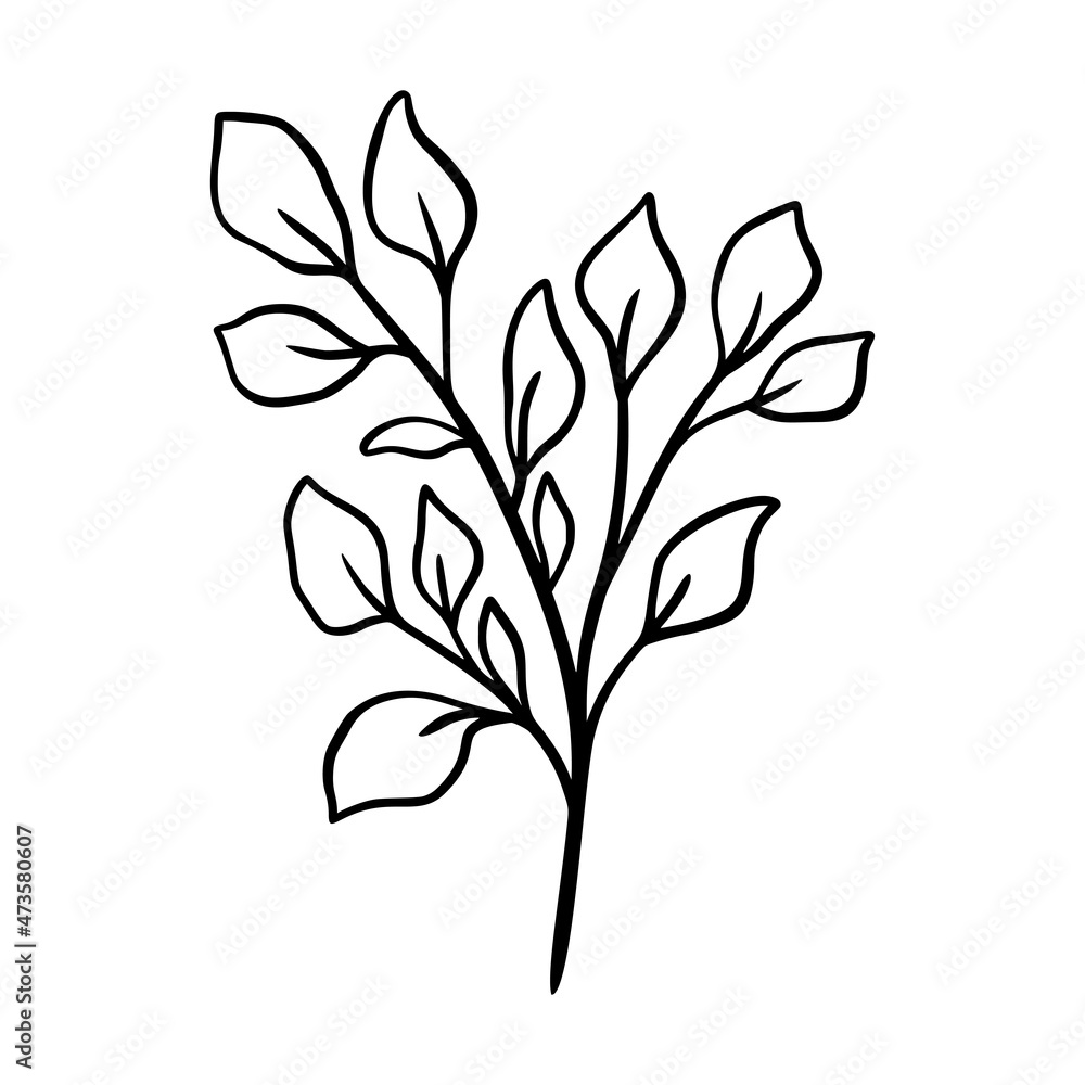 Eucalyptus leaf vector illustration. Floral hand drawn branch, linear element. Boho elegant leaves isolated on white background. Eucalyptus foliage silhouette, line art. Doodle grass icon. Eucalyptus leaf vector illustration. Floral hand drawn branch, linear element. Boho elegant leaves isolated on white background. Eucalyptus foliage silhouette, line art. Doodle grass icon.