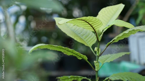 Plant Mitragyna speciosa Korth at home