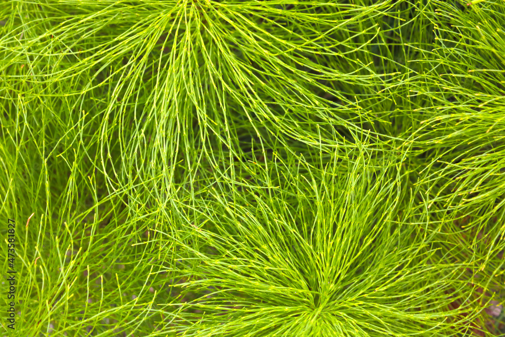 Beautiful green background of a young spruce branch in the forest, texture. Beautiful green background of a young spruce branch in the forest, texture.