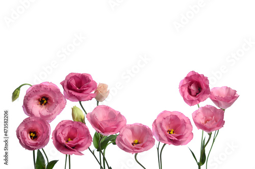 Many pink eustomas on a white background