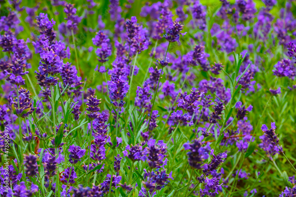 A bright field of blooming fragrant lavender, the background of nature. A bright field of blooming fragrant lavender, the background of nature.