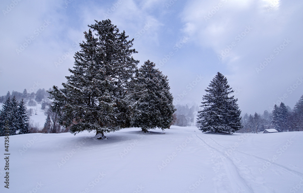 Obraz premium Kalte und verschneite Winterlandschaft auf einer Alm in den bayerischen Alpen an einem stürmischen Schneetag 