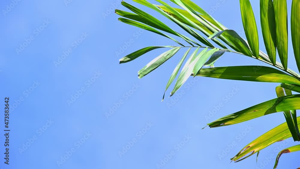 Background of tropical palm leaves swaying in the breeze with patterns forming from their shape and the way sunlight and shadow is falling on the leaves. Background of tropical palm leaves swaying in the breeze with patterns forming from their shape and the way sunlight and shadow is falling on the leaves.