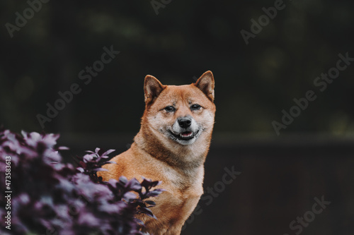 shiba inu dog