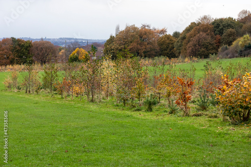 Newly planted woodland of young trees, including mexied native woodland tree species. in Autumn