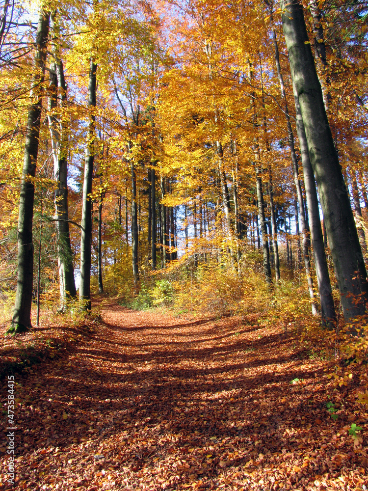 Buntes Laub verzaubert den herbstlichen Wald. Trusetal, Thueringen, Deutschland, Europa  --
Colorful foliage enchants the autumn forest. Trusetal, Thuringia, Germany, Europe