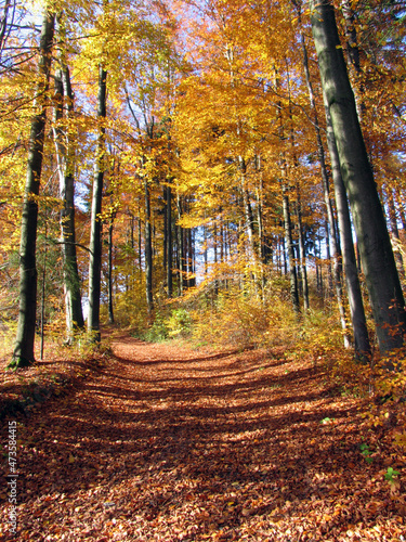 Buntes Laub verzaubert den herbstlichen Wald. Trusetal, Thueringen, Deutschland, Europa -- Colorful foliage enchants the autumn forest. Trusetal, Thuringia, Germany, Europe