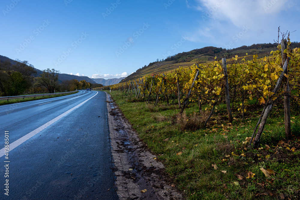 Fototapeta premium A road going through a wine district n the Mosel valley. Beautiful yellow vine leaves and green grass against a blue sky