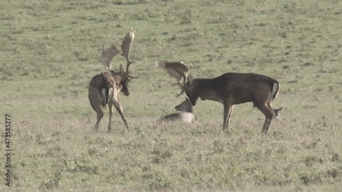 fallow deer mating season