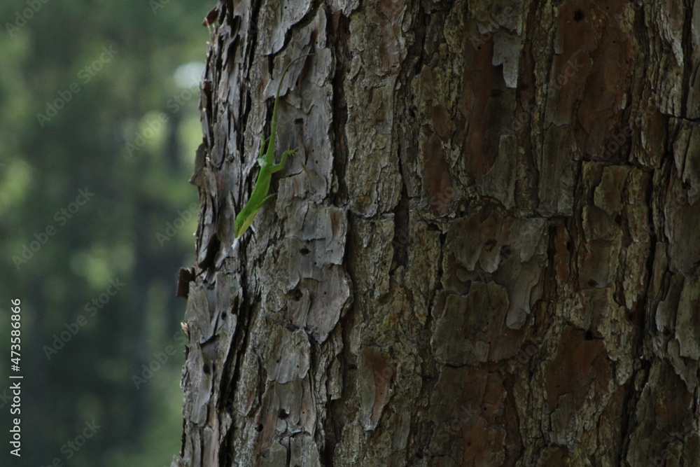 Green Anole on a Tree Green Anole on a Tree