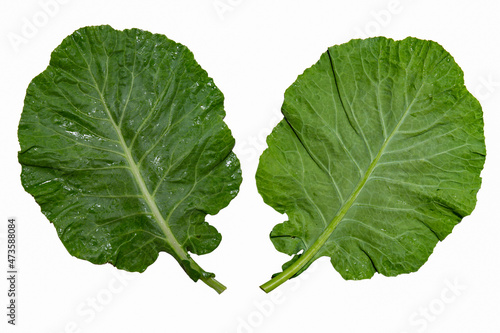 Natural organic kale leaves isolated on a white background. Front and back