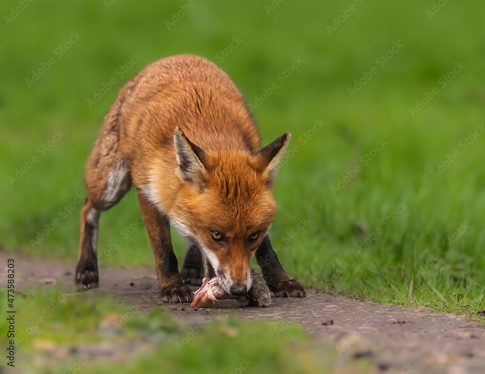Fototapeta premium Red Fox