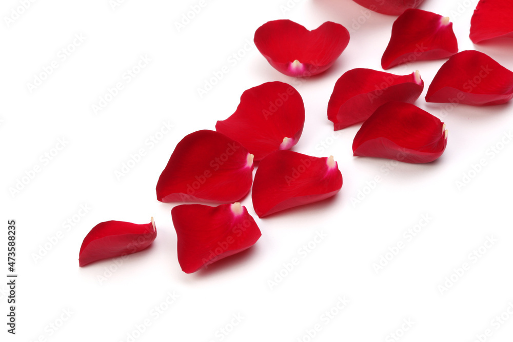Red rose petals with shadow on white background. Red rose petals with shadow on white background.