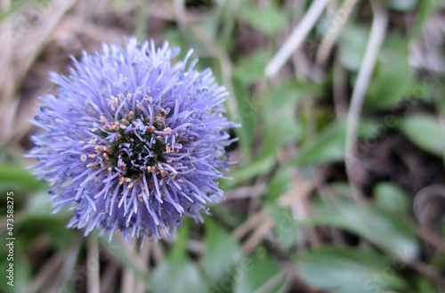 Εκτύπωση καμβά Globulaire ponctuée (globularia bisnagarica) en extérieur