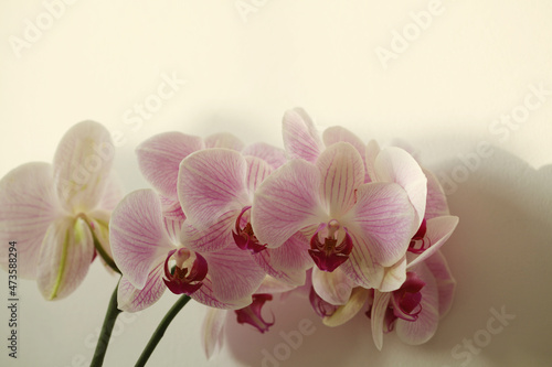 Pink phalaenopsis orchid flower on beige interior wall with copy space. Selective soft focus. Minimalist still life. Light and shadow nature horizontal background.