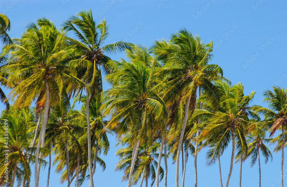 Coconut grove in sunny day with blue sky in Paraiba, Brazil. Coconut grove in sunny day with blue sky in Paraiba, Brazil.