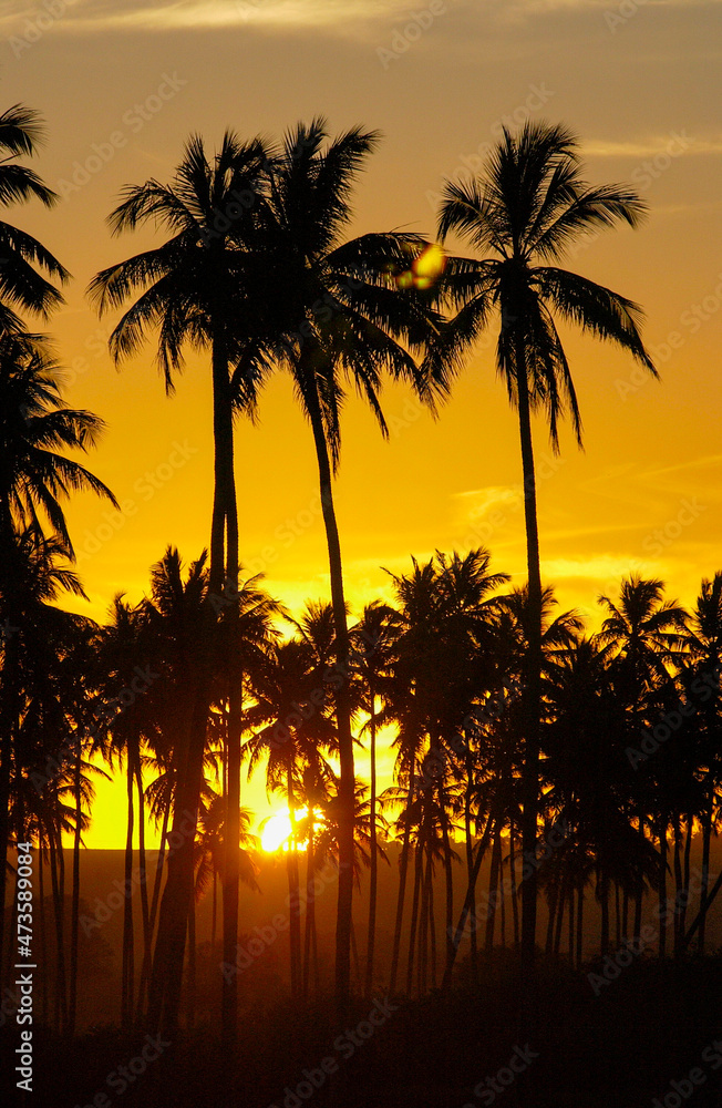Obraz premium Coconut grove in silhouette at sunset. Paraiba, Brazil.