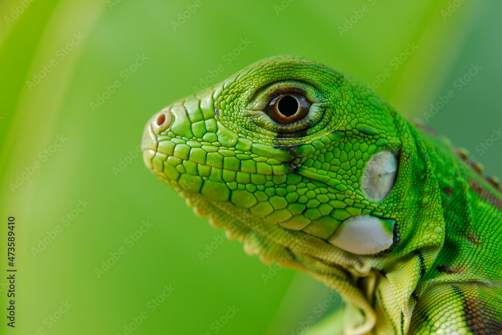 Iguana green in close-up with green background. South American and Brazilian biodiversity. Iguana green in close-up with green background. South American and Brazilian biodiversity.