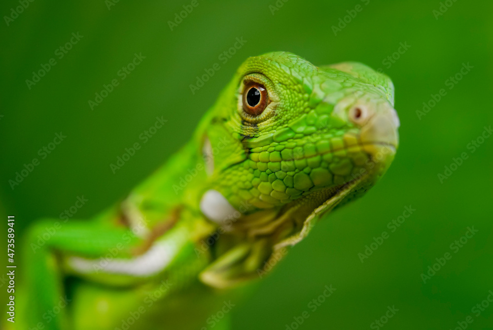 Iguana green in close-up with green background. South American and Brazilian biodiversity. Iguana green in close-up with green background. South American and Brazilian biodiversity.