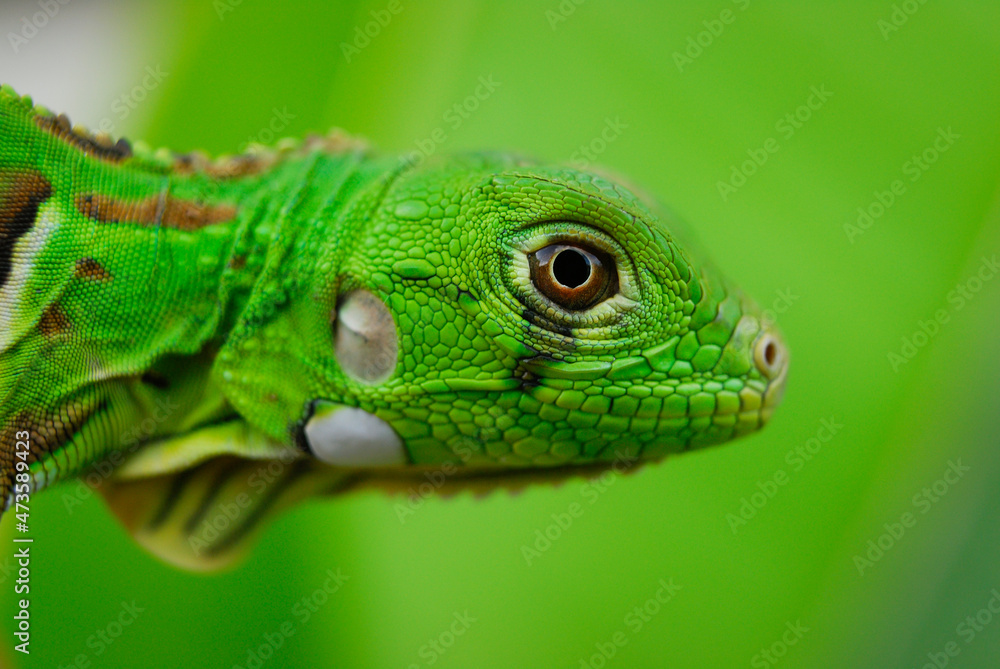Iguana green in close-up with green background. South American and Brazilian biodiversity. Iguana green in close-up with green background. South American and Brazilian biodiversity.