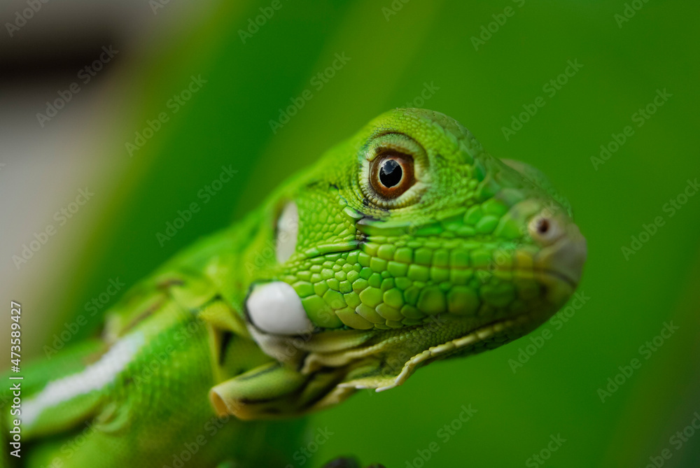 Iguana green in close-up with green background. South American and Brazilian biodiversity. Iguana green in close-up with green background. South American and Brazilian biodiversity.