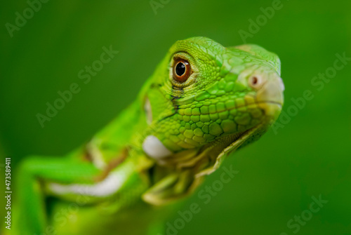 Iguana green in close-up with green background. South American and Brazilian biodiversity.