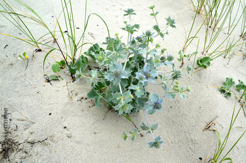 Seaside Eryngium (Eryngium maritimum L.) grows on the sand photo