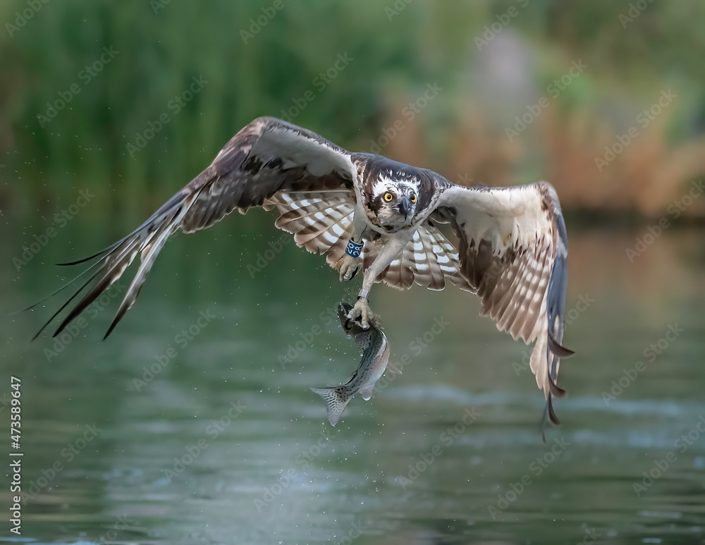 Obraz premium Osprey 28