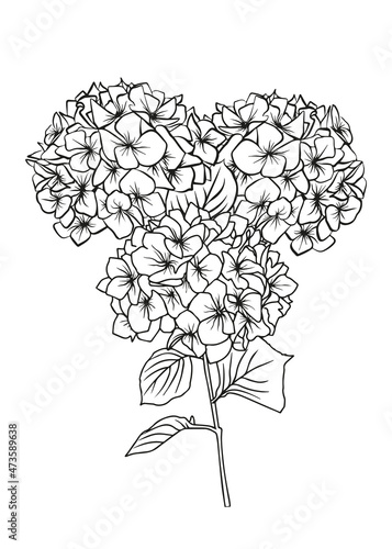 Contour drawing of a hydrangea branch. Vector isolated clipart.