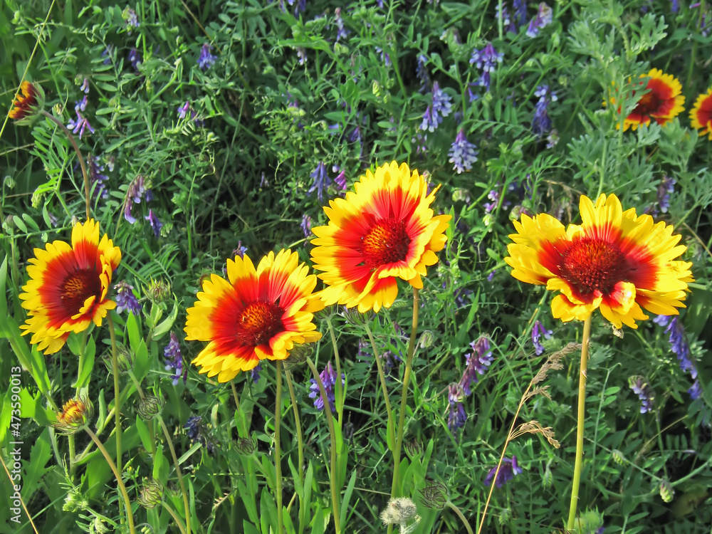 Fototapeta premium Sisters.Composition 1.